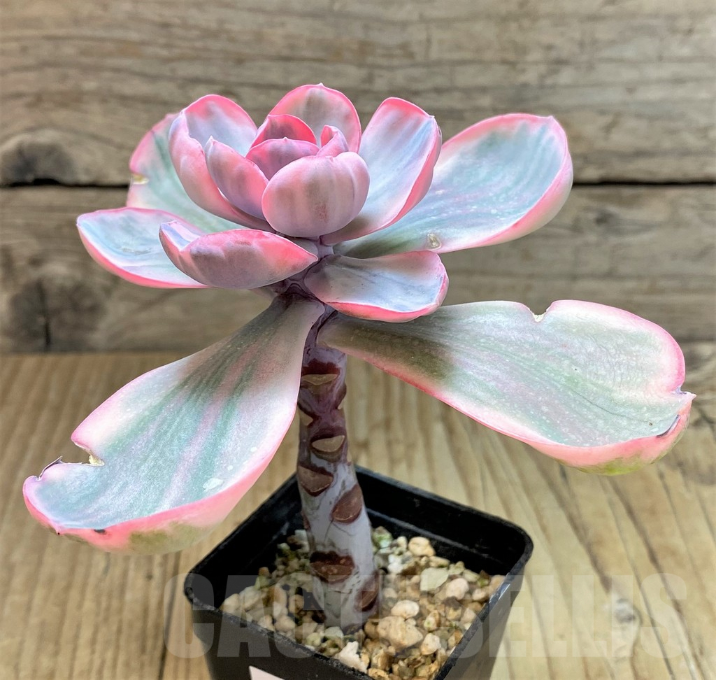 SHPR40670 Echeveria 'Pink Angel' - 画像 (2)