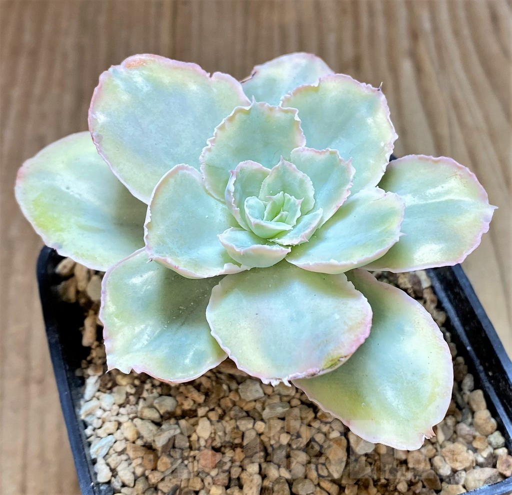 SHPR40671 Echeveria chantilly ‘Green mint’ - Image 2