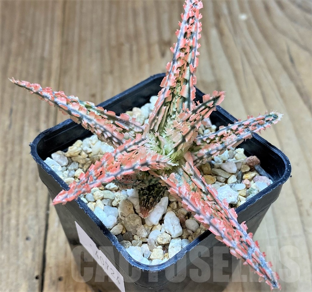 SHPR40724 Aloe TCT hybrid - Зображення 2