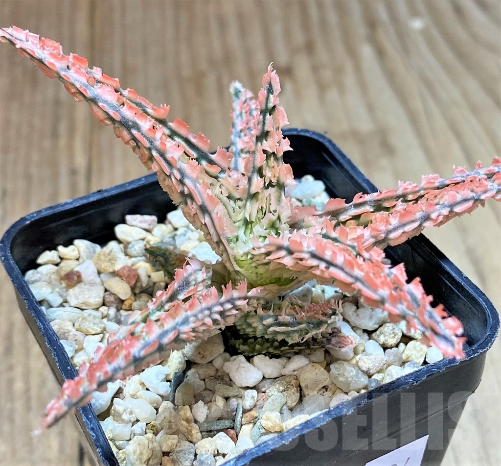 SHPR40724 Aloe TCT hybrid