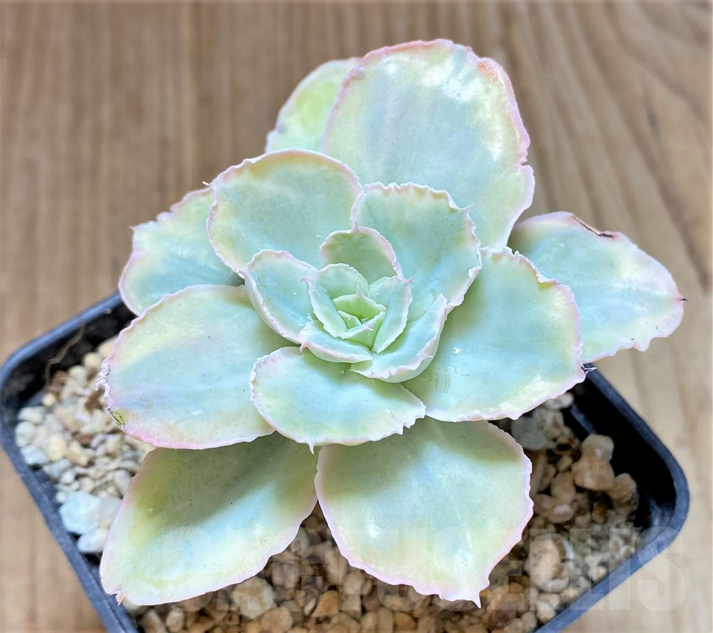 SHPR40671 Echeveria chantilly ‘Green mint’