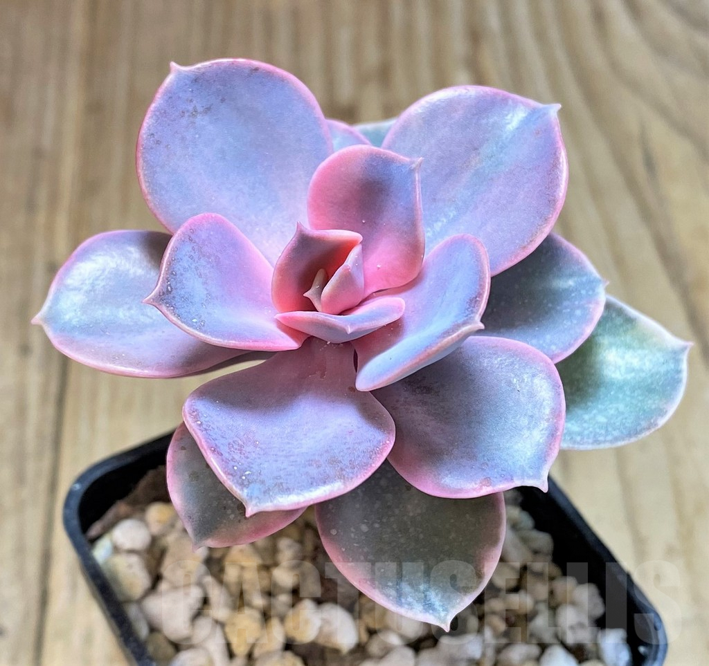 SHPR40672 Echeveria 'Rainbow'