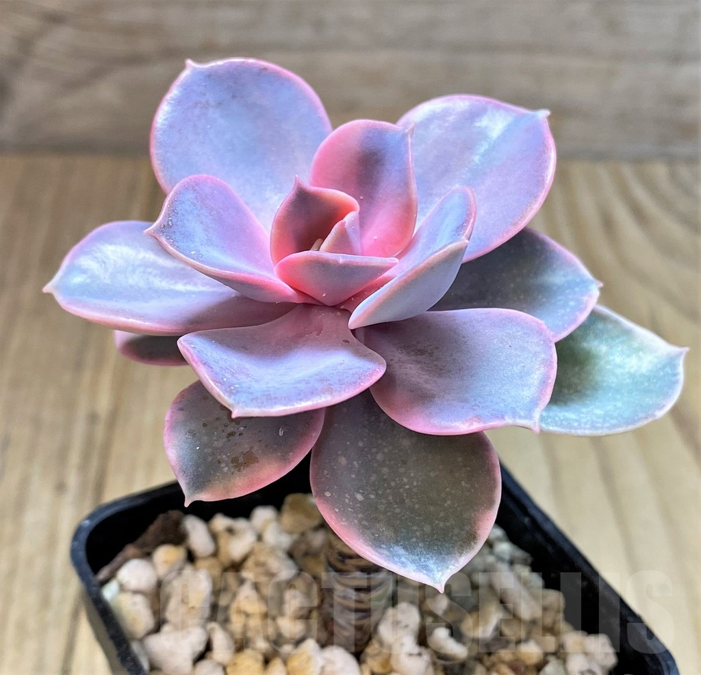 SHPR40672 Echeveria 'Rainbow' - Image 2
