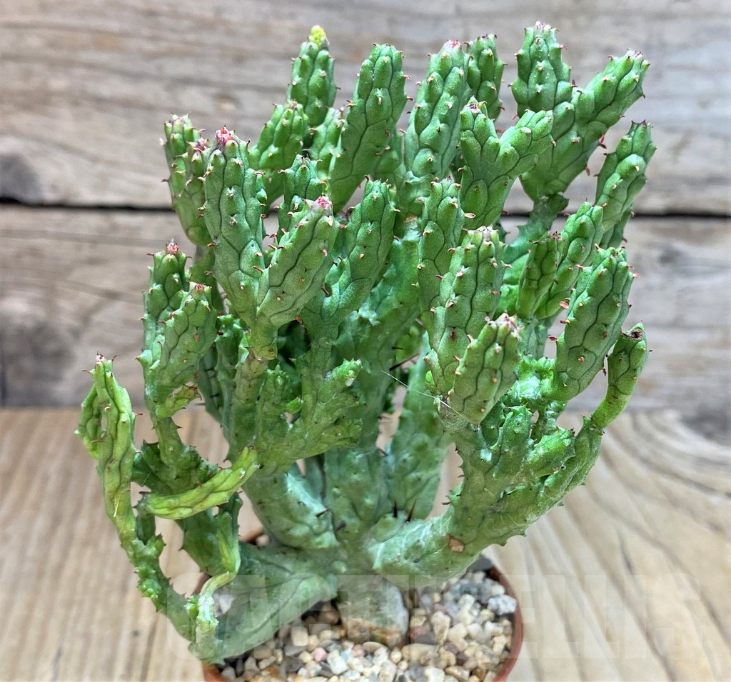 SHPR40673 Euphorbia enopla ‘Coral’ f. cristata - immagine 2