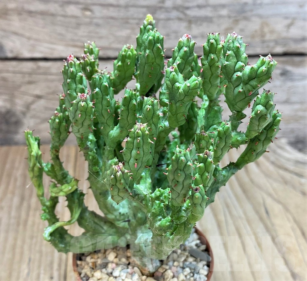 SHPR40673 Euphorbia enopla ‘Coral’ f. cristata