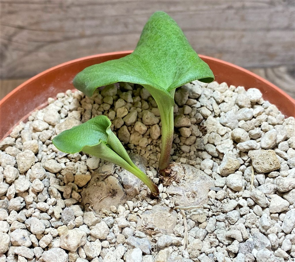 SHPR40674 Eriospermum cooperi - Image 2