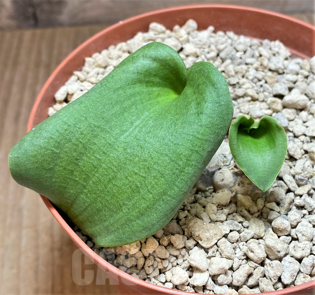 SHPR40674 Eriospermum cooperi