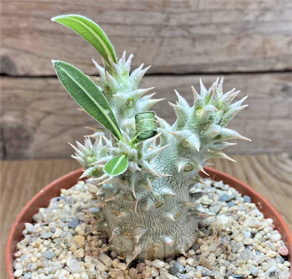 SHPR40675 Pachypodium horombense - immagine 2