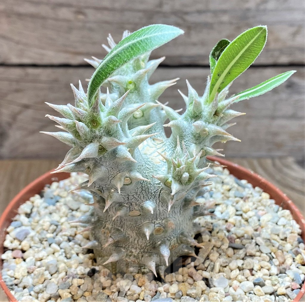 SHPR40675 Pachypodium horombense