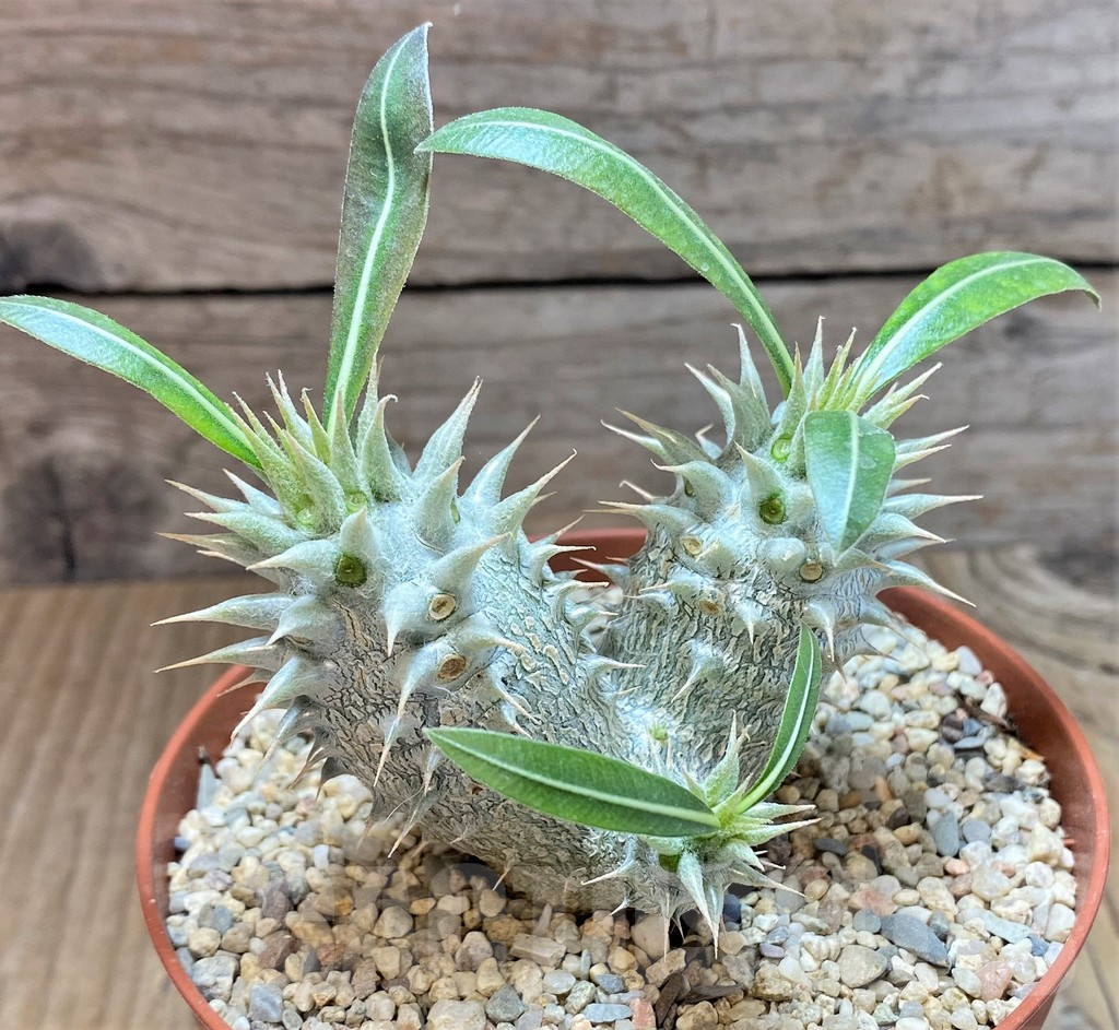 SHPR40676 Pachypodium horombense - Image 2