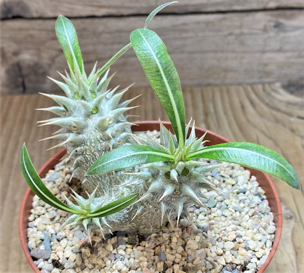 SHPR40676 Pachypodium horombense