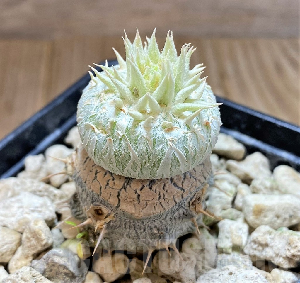 SHPR40677 Pachypodium brevicaule, grafted - Obrázek 2