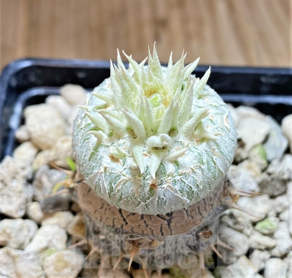 SHPR40677 Pachypodium brevicaule, grafted