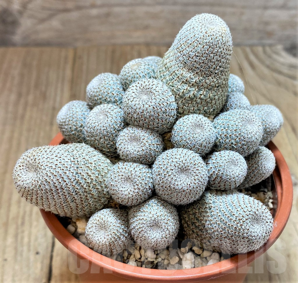 SHPR40678 Rebutia heliosa