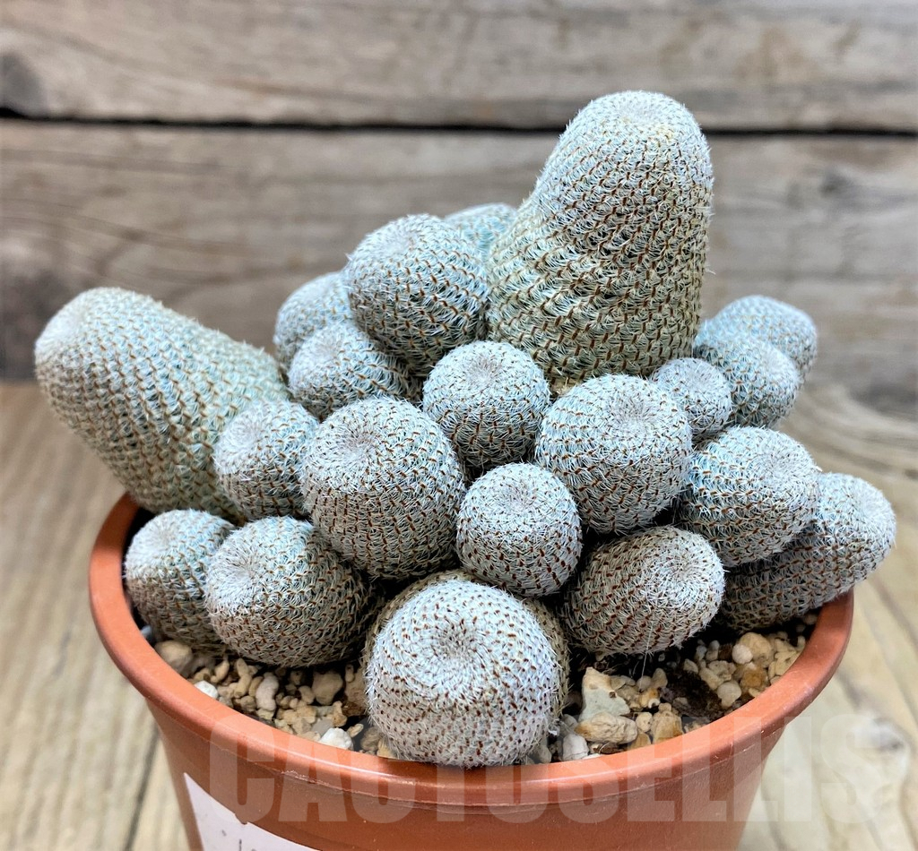 SHPR40678 Rebutia heliosa - immagine 2