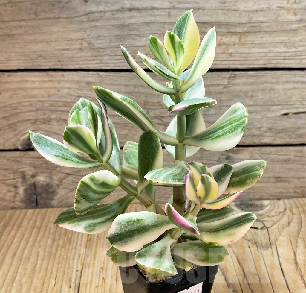 SHPR40680 Crassula ovata white f. variegata - immagine 2