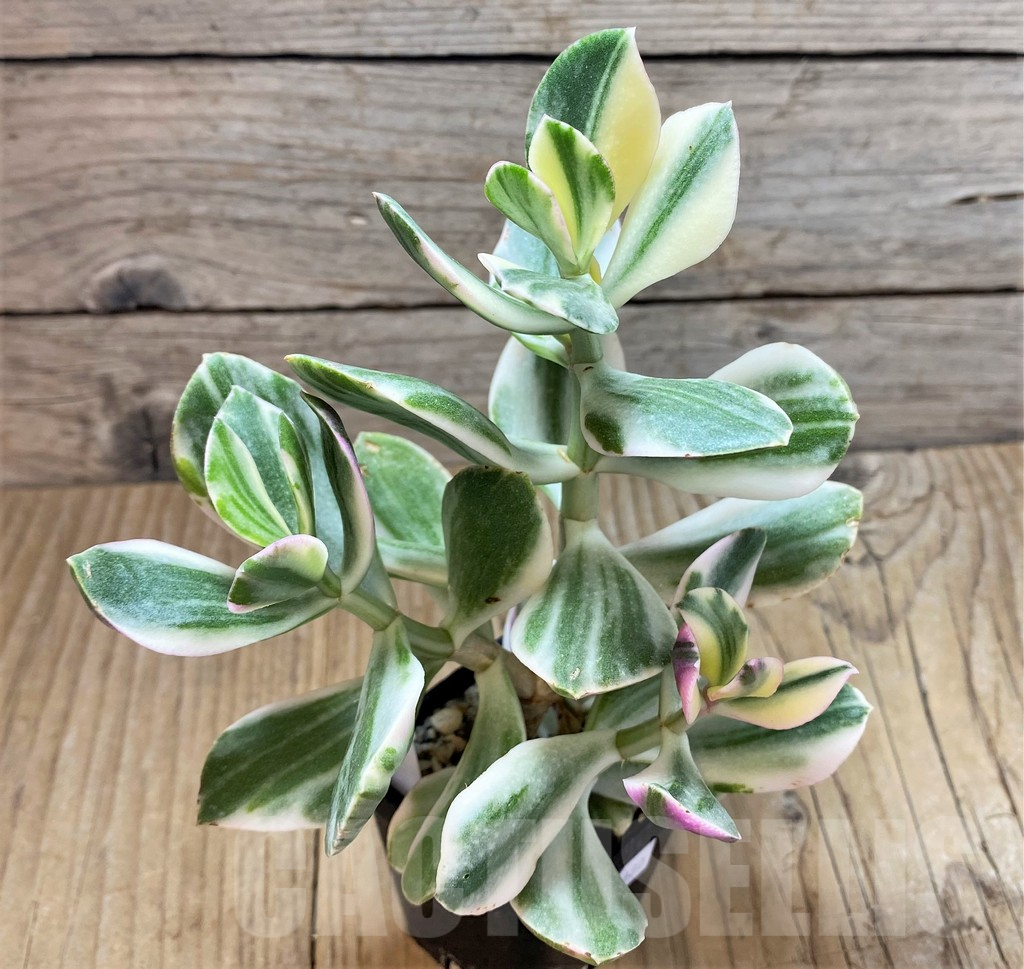 SHPR40680 Crassula ovata white f. variegata