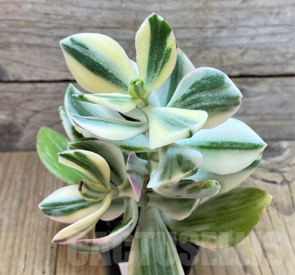 SHPR40681 Crassula ovata white f. variegata