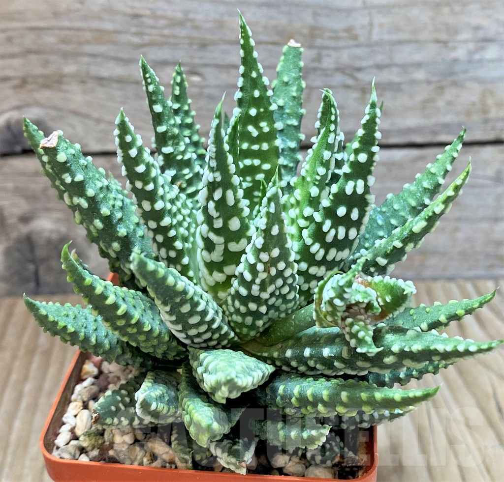 SHPR40684 Haworthia pumila SH - immagine 2