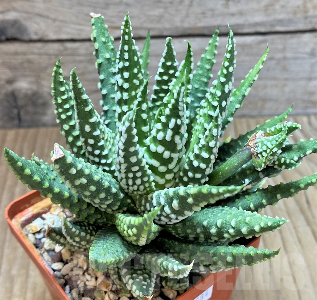 SHPR40684 Haworthia pumila SH