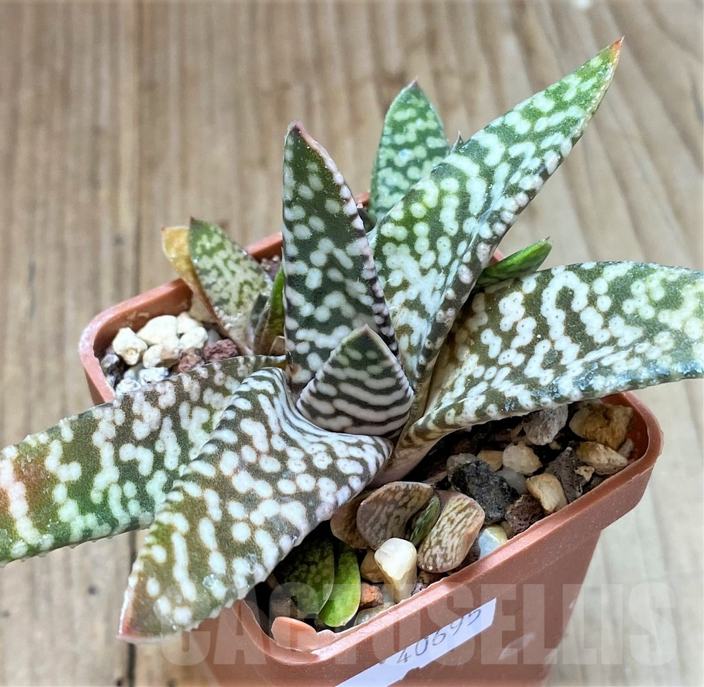 SHPR40695 Gasteria carinata 'Snow Storm' - Image 2