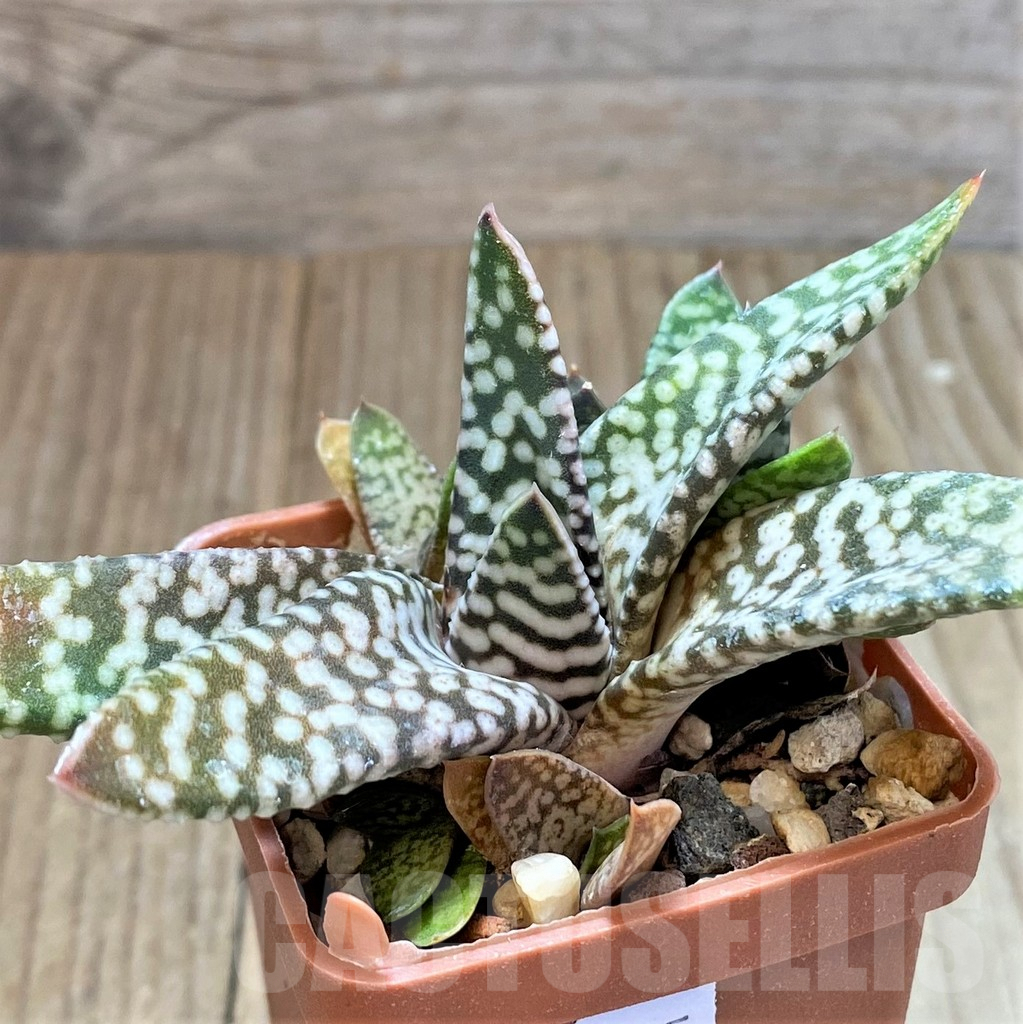SHPR40695 Gasteria carinata 'Snow Storm'