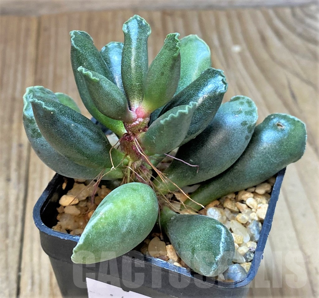 SHPR40696 Adromischus cooperi - Image 2