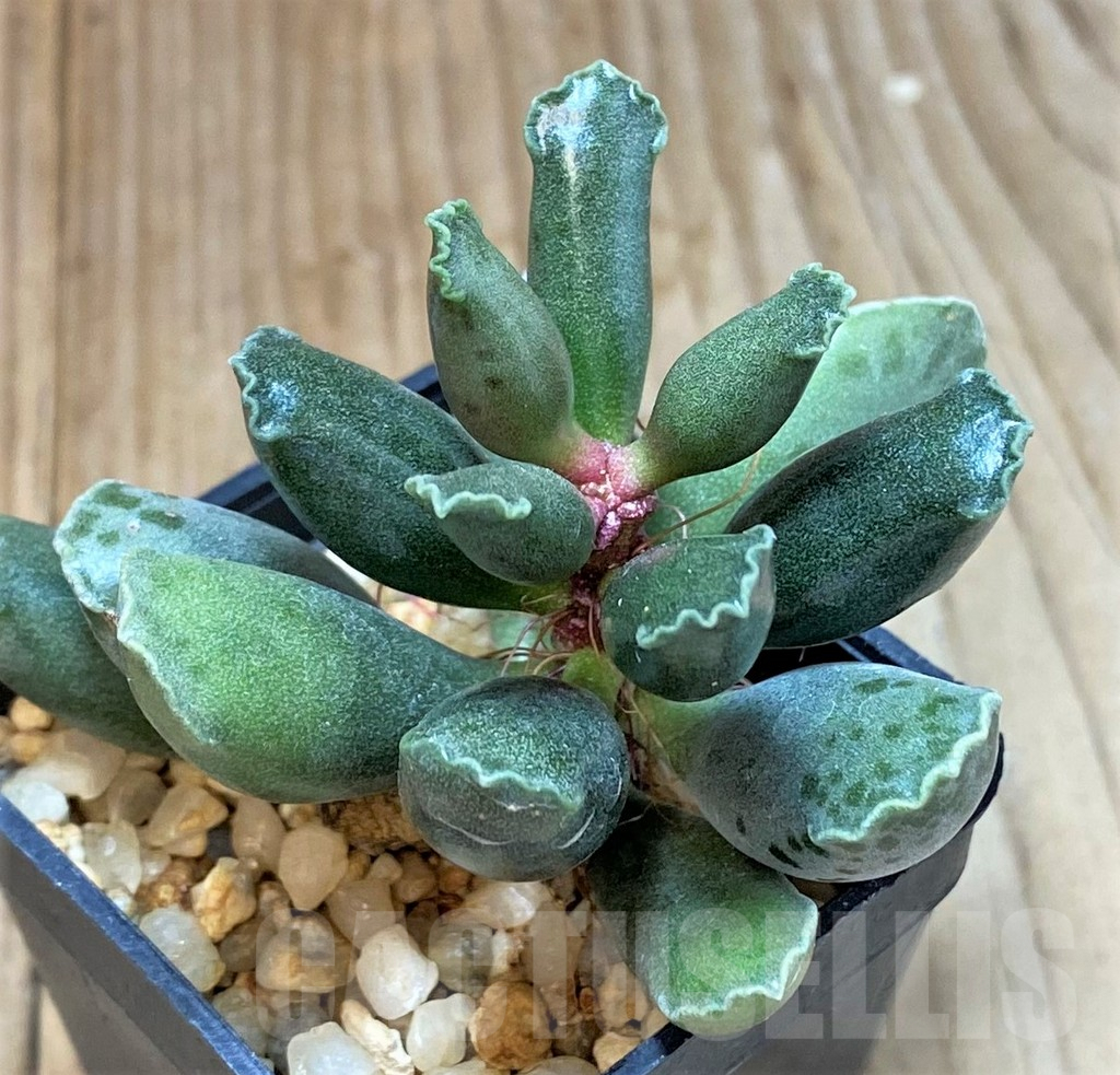 SHPR40696 Adromischus cooperi