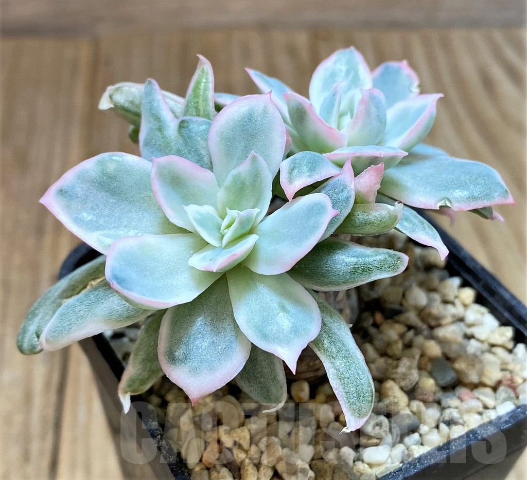 SHPR40669 Echeveria ‘Berkeley Light’