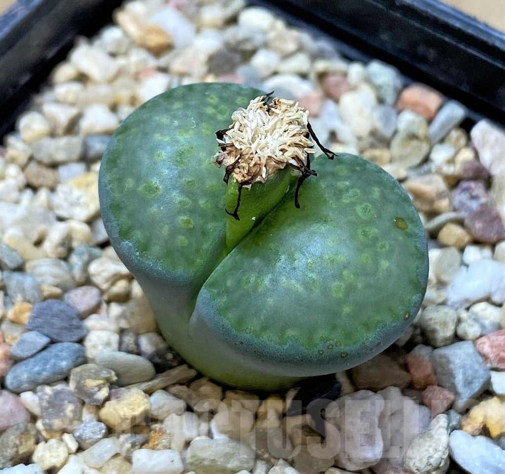 SHPR40701 Lithops salicola 'Malachite' hybrid