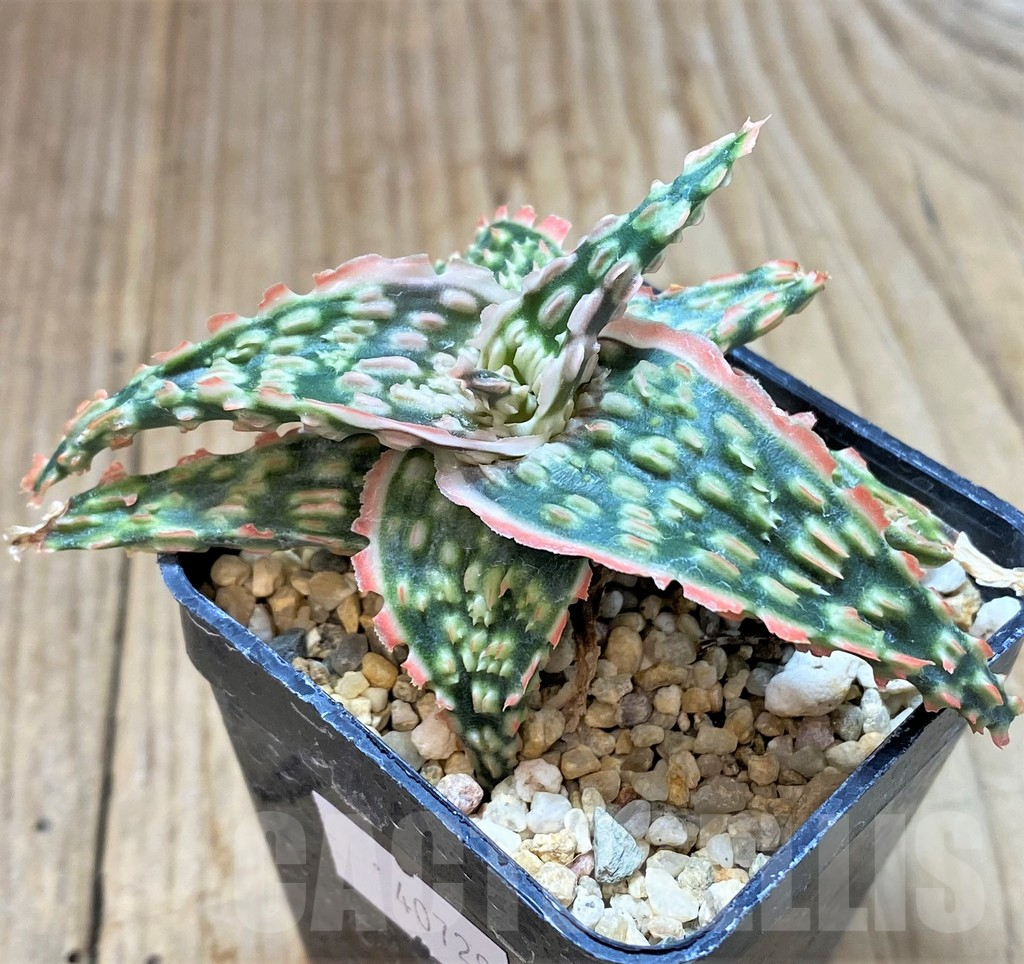 SHPR40729 Aloe TCT hybrid – Bild 3