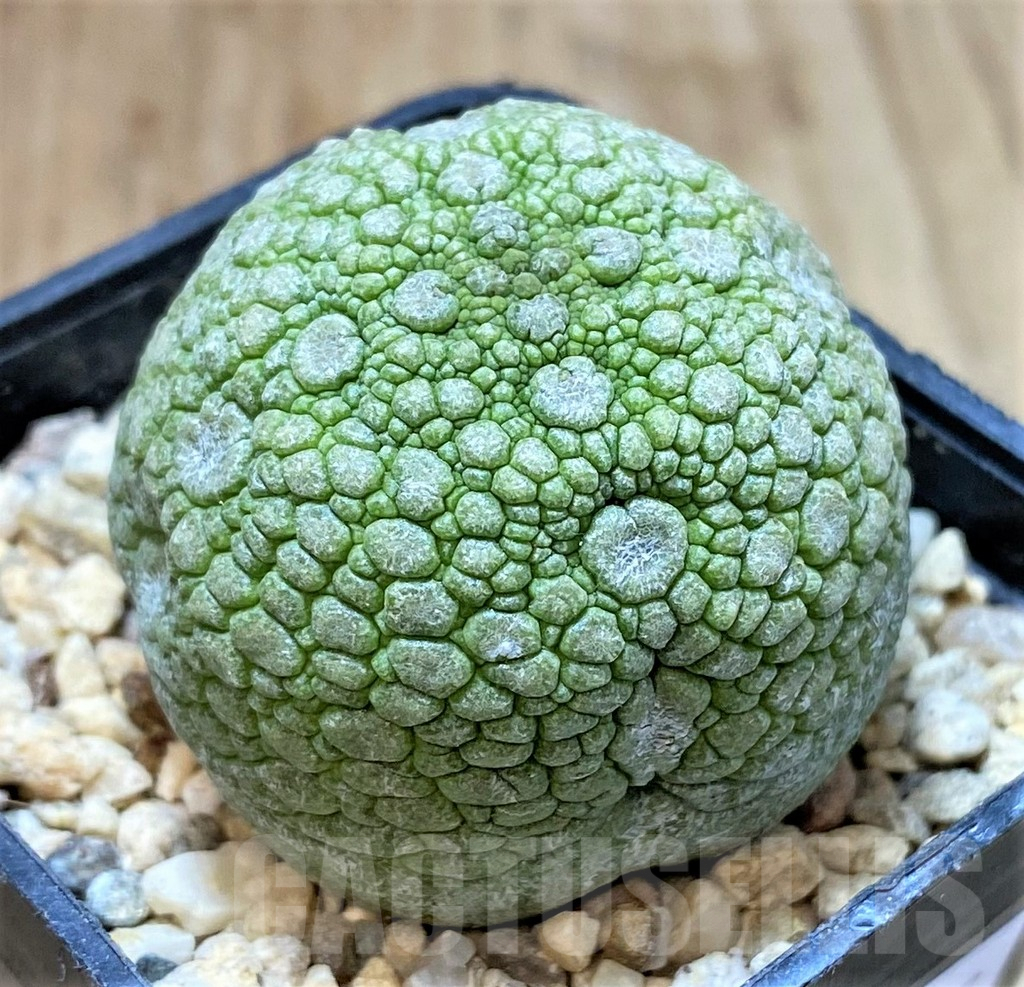 SHPR40757 Pseudolithos migiurtinus - 画像 (2)