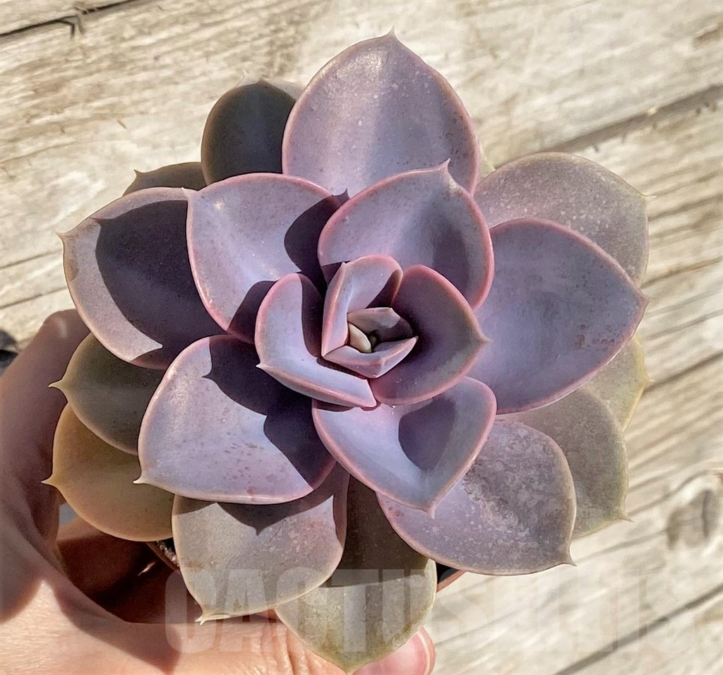 SHPR40790 Echeveria 'Red Ruby'