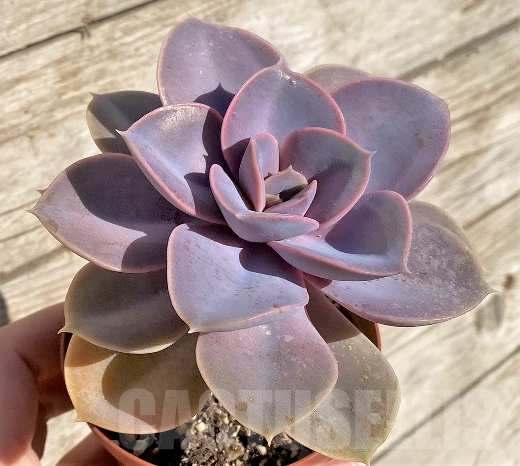 SHPR40790 Echeveria 'Red Ruby' - 画像 (2)