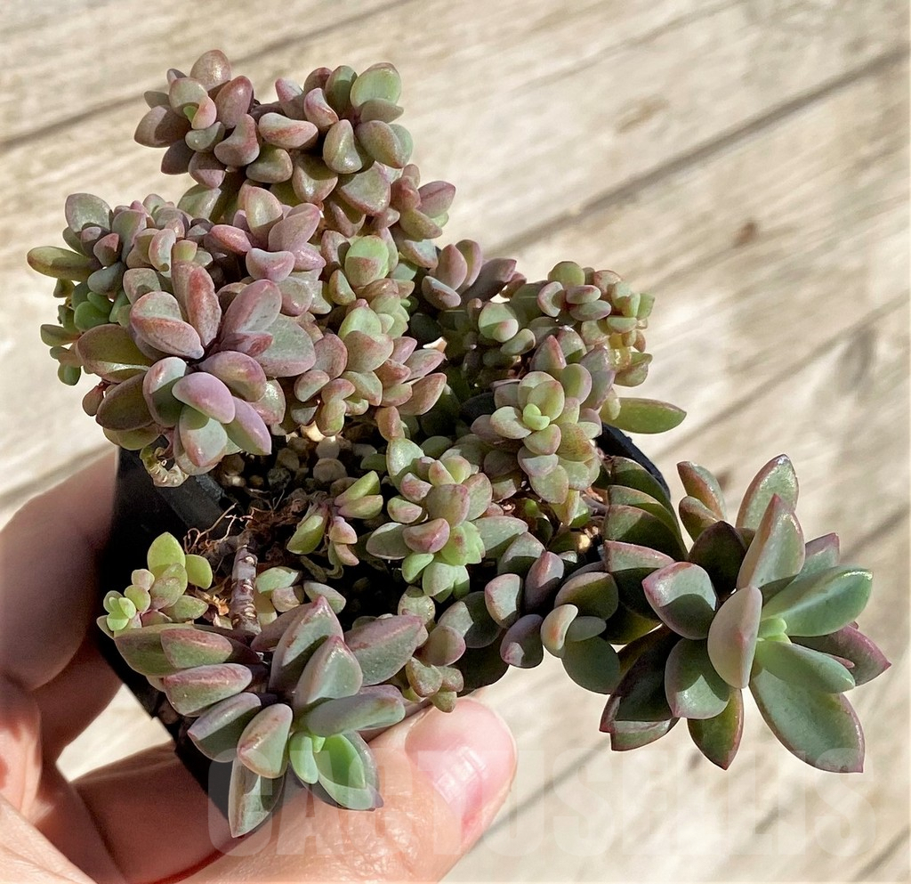 SHPR40792 Echeveria manaudes - 画像 (2)