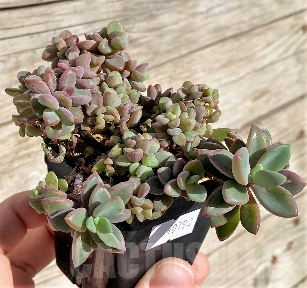 SHPR40792 Echeveria manaudes