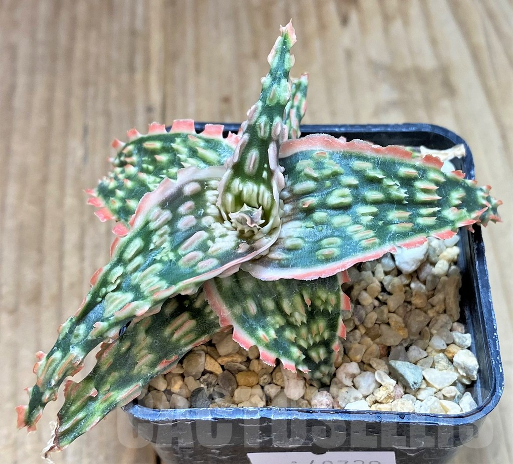 SHPR40729 Aloe TCT hybrid – Bild 2