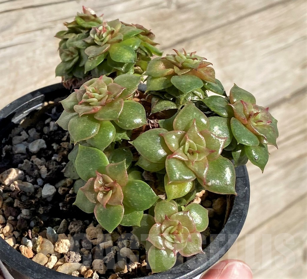 SHPR40793 Echeveria 'Golden Flame' - 画像 (2)