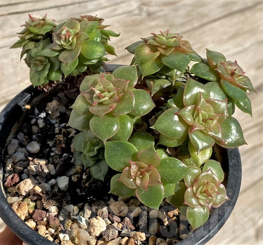 SHPR40793 Echeveria 'Golden Flame'