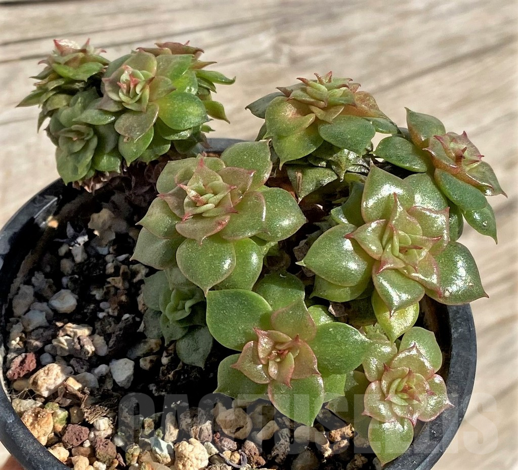 SHPR40793 Echeveria 'Golden Flame' - 画像 (3)