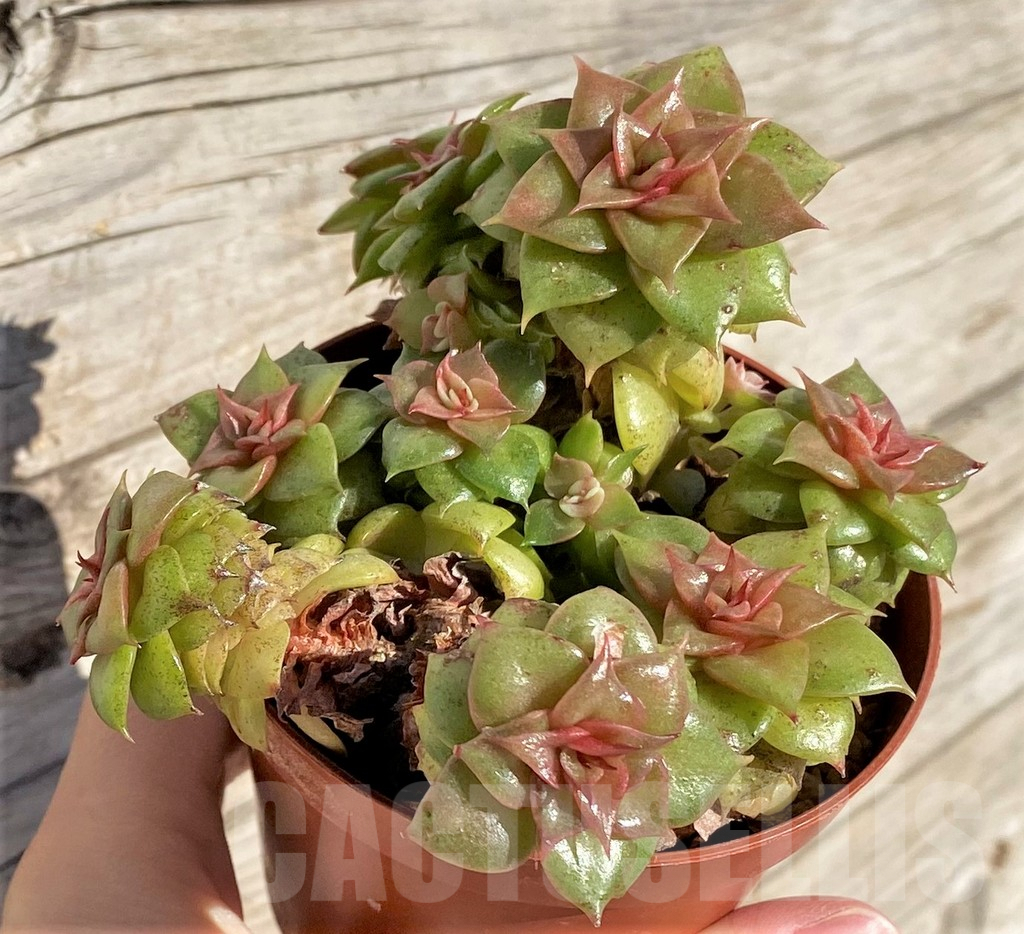 SHPR40794 Echeveria 'Golden Flame' - 画像 (2)