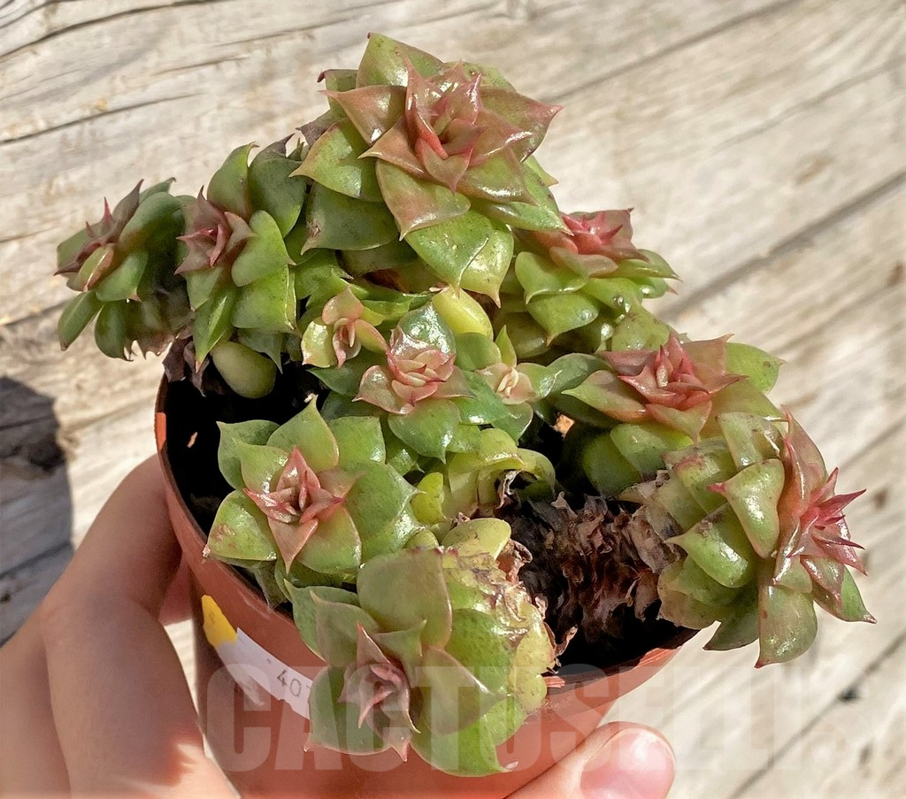 SHPR40794 Echeveria 'Golden Flame'