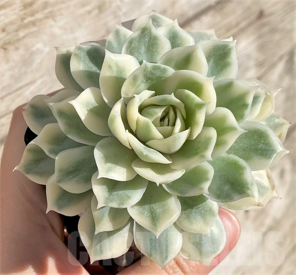 SHPR40795 Echeveria 'Onslow' f. variegata