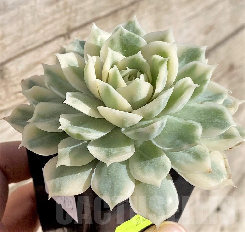 SHPR40795 Echeveria 'Onslow' f. variegata - 画像 (2)