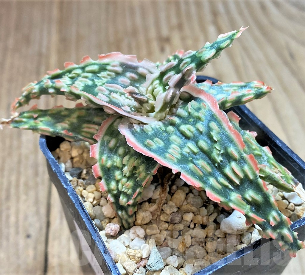 SHPR40729 Aloe TCT hybrid
