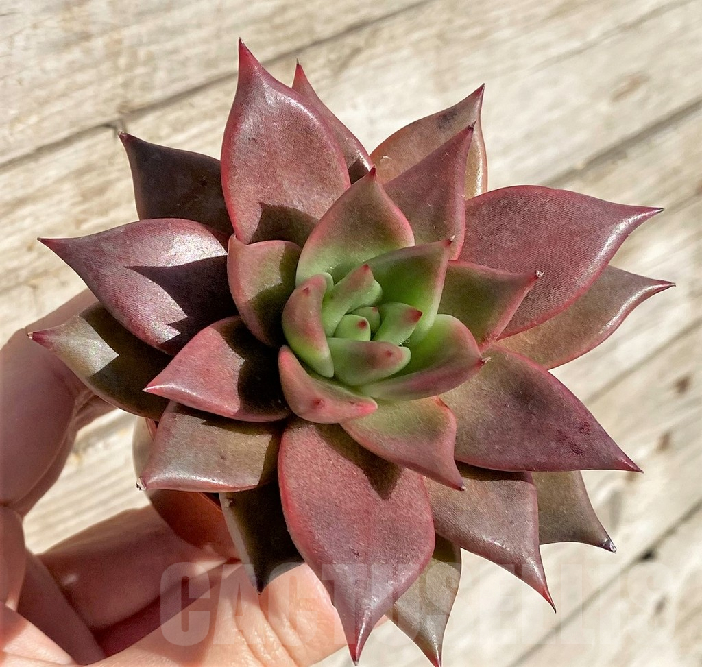 SHPR40797 Echeveria 'Taurus'