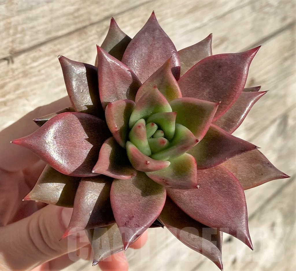 SHPR40797 Echeveria 'Taurus' - Image 2