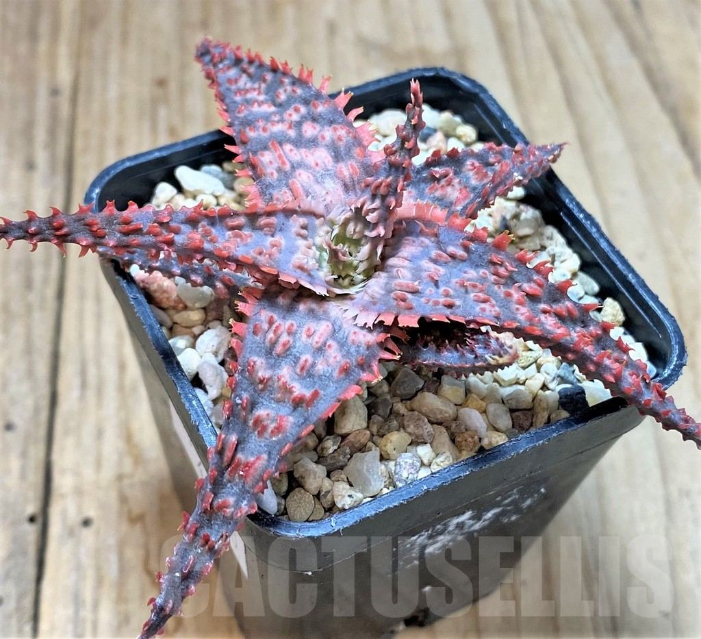 SHPR40730 Aloe TCT hybrid – Bild 2