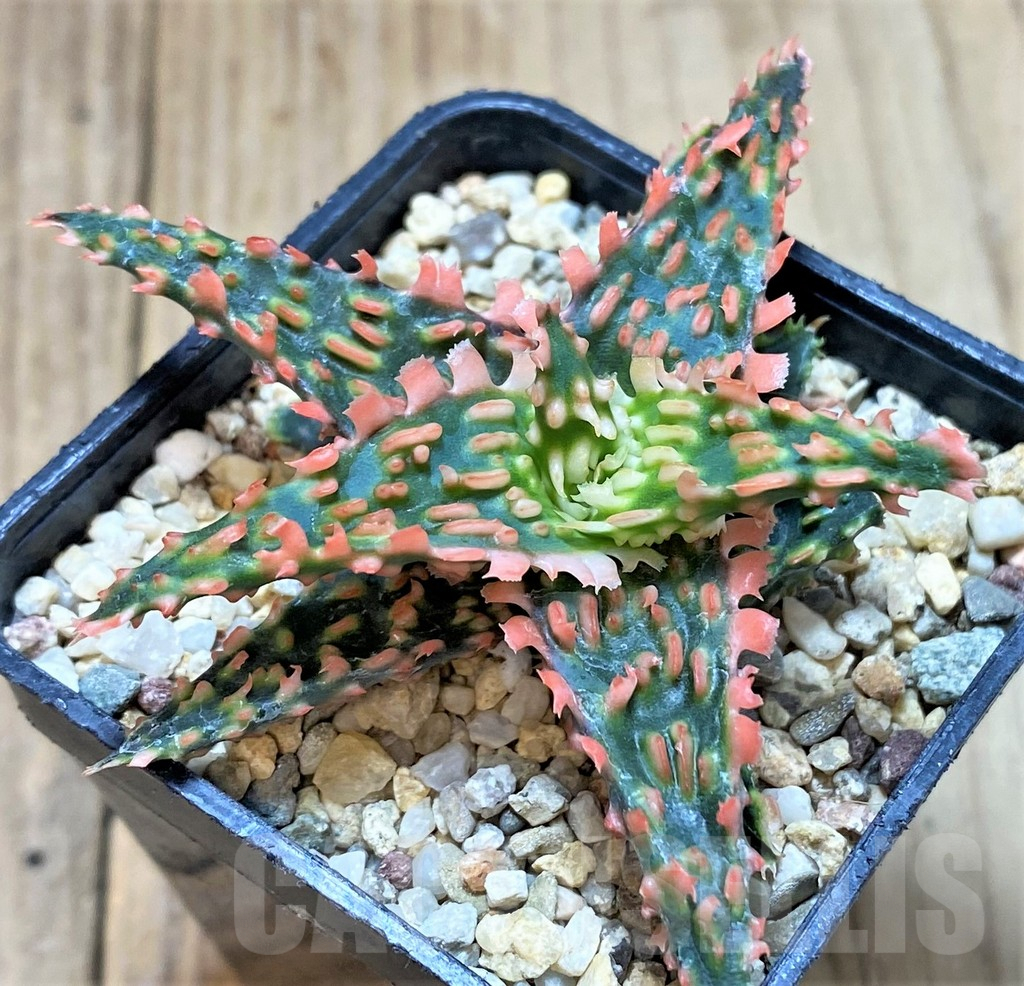 SHPR40731 Aloe TCT hybrid – Bild 2