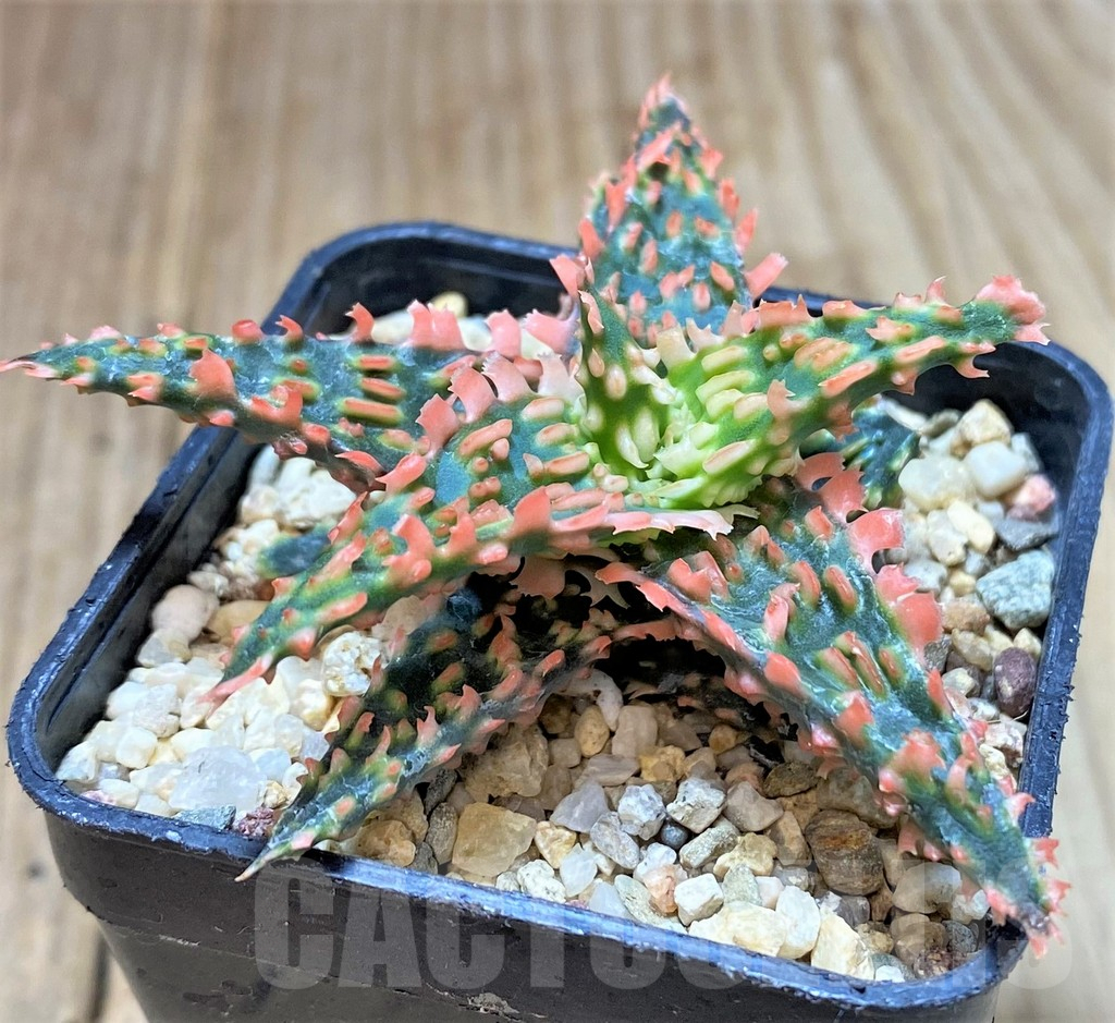 SHPR40731 Aloe TCT hybrid